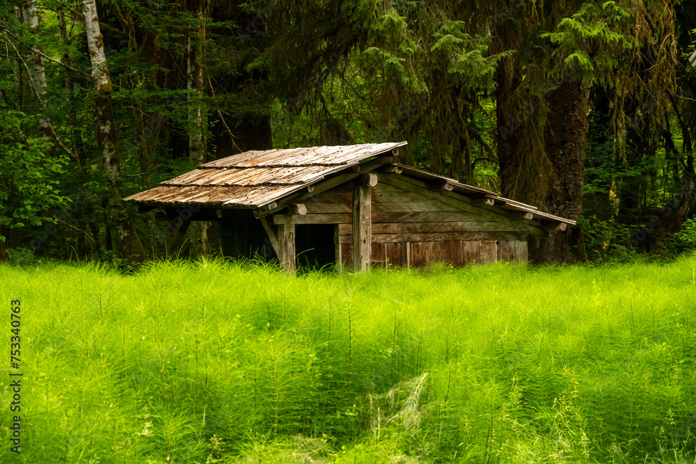 Horsetail Plants Grow Tall In Front Of Shelter At The Olympic Ranger Station Horsetail Plants Grow Tall In Front Of Shelter At The Olympic Ranger Station