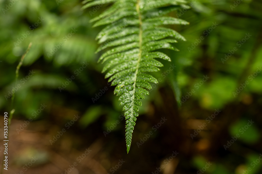 Large Water Droplet Slowy Moves Down Fern Branch Large Water Droplet Slowy Moves Down Fern Branch
