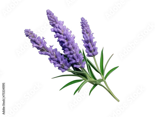 lavender flower isolated on transparent background, transparency image, removed background