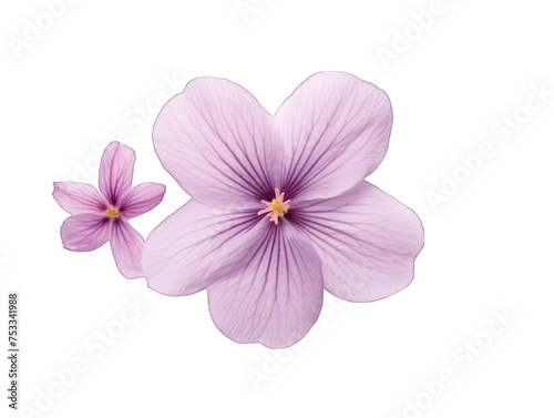 lilac flower isolated on transparent background, transparency image, removed background