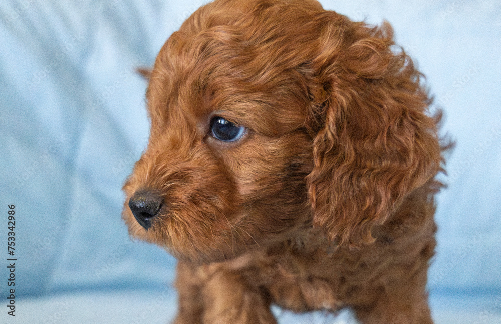 Closeup side profile view of a brown Cavapoo puppy with curly hair and a cute nose on a blue background.