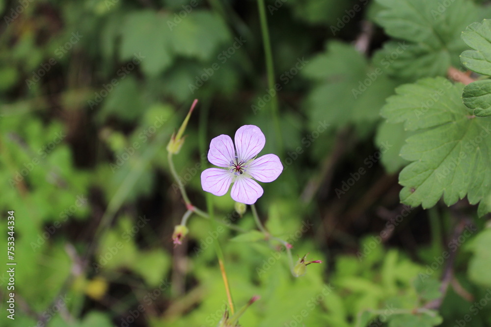 flower in the forest flower in the forest