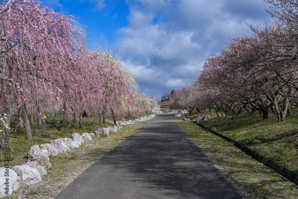 満開のカラフルな枝垂れ梅に囲まれた公園の情景