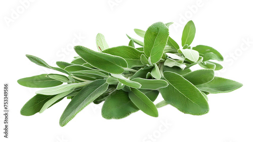 Sage isolated on white transparent background