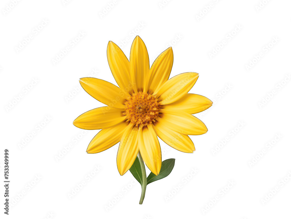 Yellow flower isolated on transparent background, transparency image, removed background