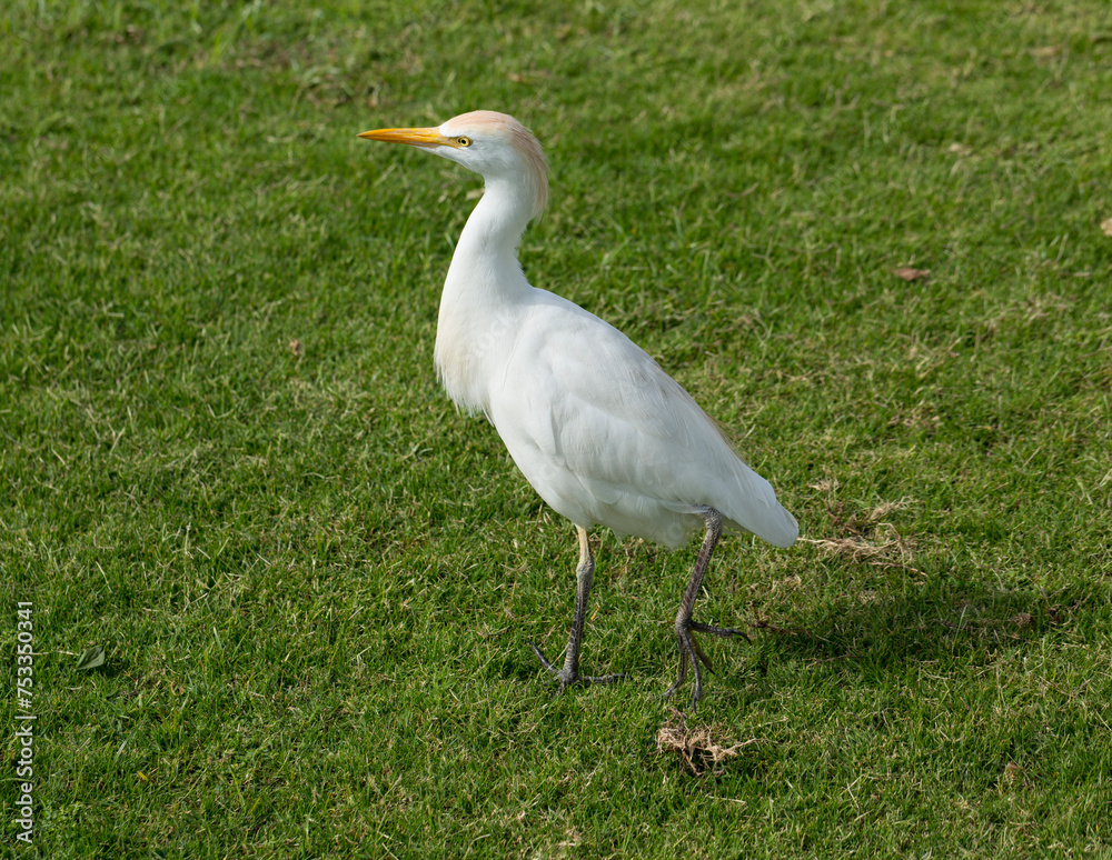 Little egret (Egretta garzetta). The white bird hunts fish in the red Sea. Little egret (Egretta garzetta). The white bird hunts fish in the red Sea.