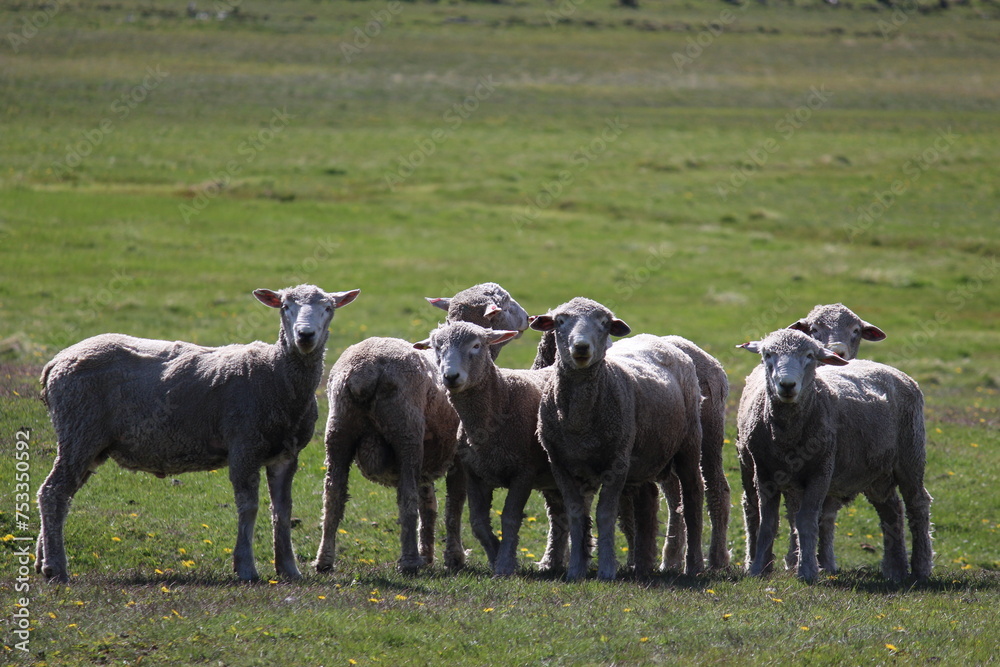 Obraz premium Eye sheep