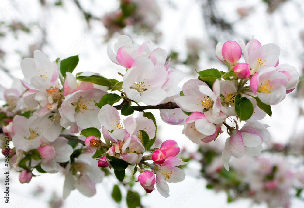 Obraz premium A beautiful full bloom flood of apple tree flowers. Spring flowering fruit tree with a twig with white-pink flowers. Detail, background.