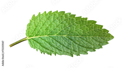 Spearmint Leaf isolated on white transparent background