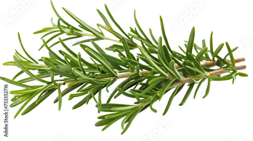 sprig of rosemary, often used for its memory-enhancing effects