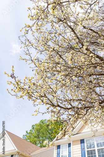 Beautiful pear or Bradford pear tree with showy flowers during spring. But the beautiful flowers are going with horrible smell like ammonia or urine, The trees has fruits, not edible for human. It gi photo