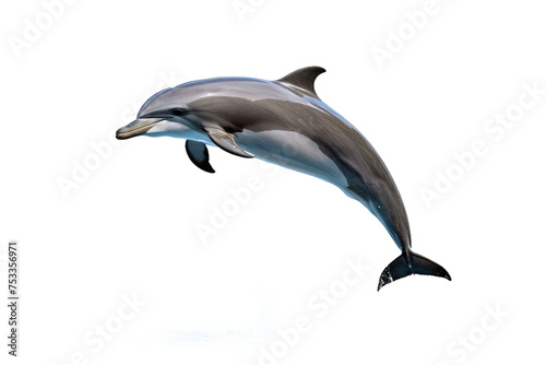 Dolphin, full body, gracefully arched, center frame, isolated on a white background, crystal clear, high quality stock photograph, natural pose, ultra-realistic, high-key lighting © ramses