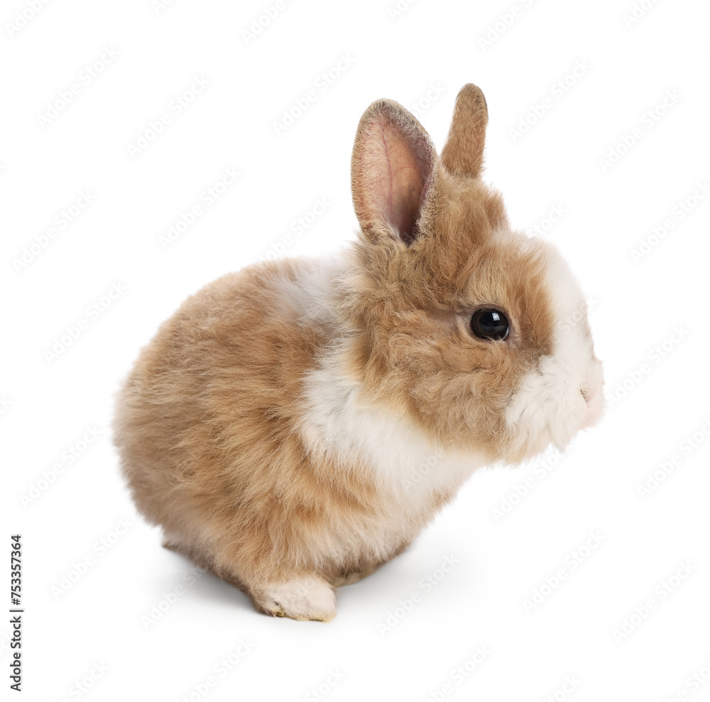Cute fluffy pet rabbit isolated on white Cute fluffy pet rabbit isolated on white