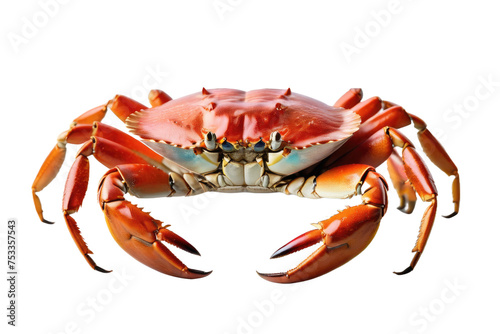 Single crab, full body, isolated on a white backdrop, high-key lighting, prominently centered, its reddish-orange carapace contrasting with the pristine background, claws poised symmetrically