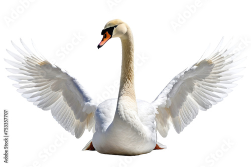 Single white swan, isolation on pure white background, captures elegance, intricate detailing of feathers, subtle shadows grounding, stock photography, ultra clear, high key lighting, minimalist