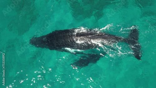 Aerial video of a humpback whale and her calf. Two whales in shallow waters migrating along the western australian coast. Mum and breathing at the surface. Wildlife in Exmouth australia. Close video. photo