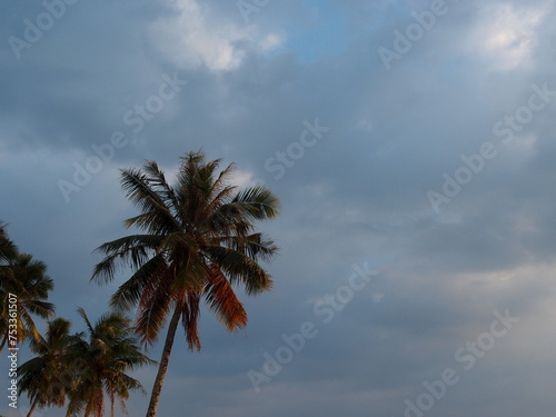Vietnam フーコック島 Phu Quoc Beach ヤシの木