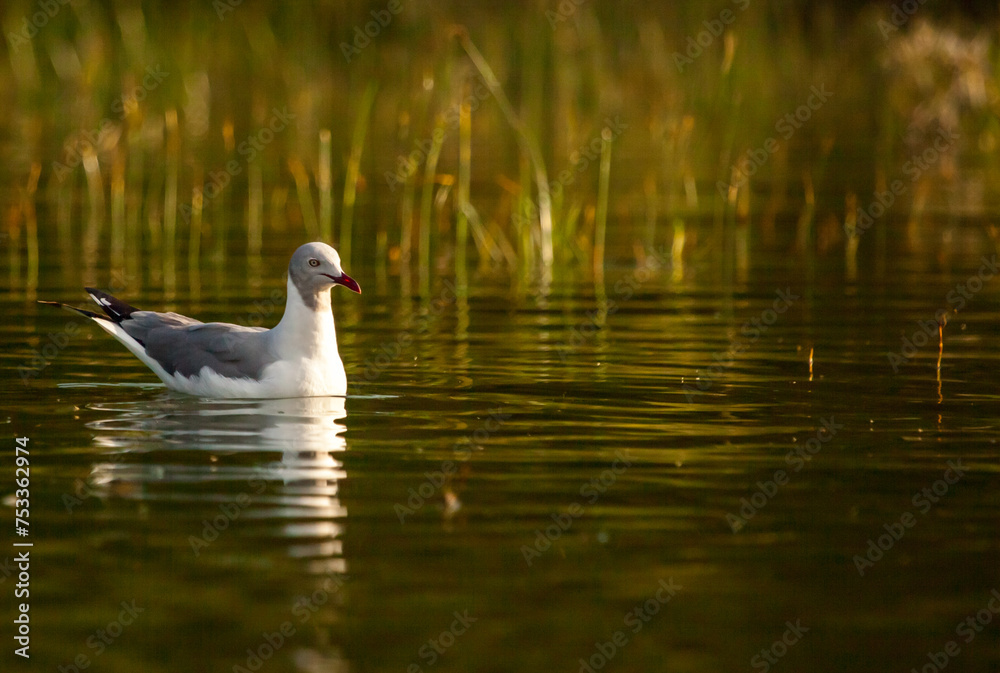 A seagull is swimming in a pond