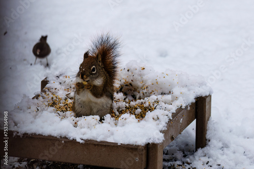American Red Squirrel (Tamiasciurus hudsonicus) eating on a ground feeder in the snow during winter photo