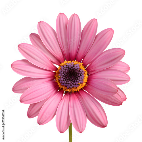 Beautiful pink gerbera flower isolated on white and transparent background