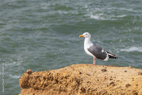 Seagull on a rock overlooking the ocean