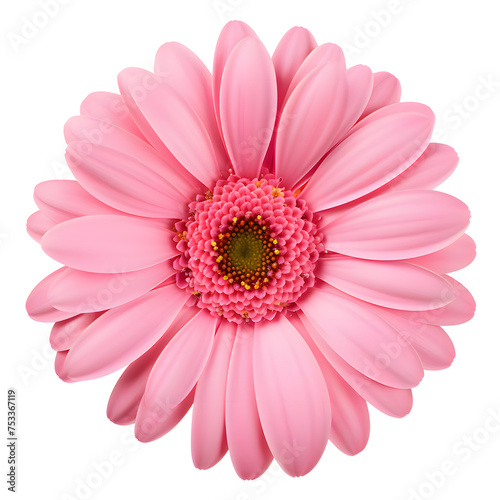 Beautiful pink gerbera flower isolated on white and transparent background