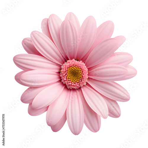 Beautiful pink gerbera flower isolated on white and transparent background