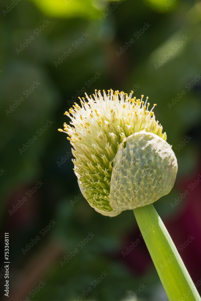 Giant Allium wildflower close-up
Giant Allium wildflower close-up
