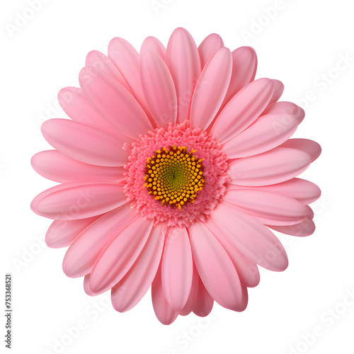 Beautiful pink gerbera flower isolated on white and transparent background © SHOHIDGraphics