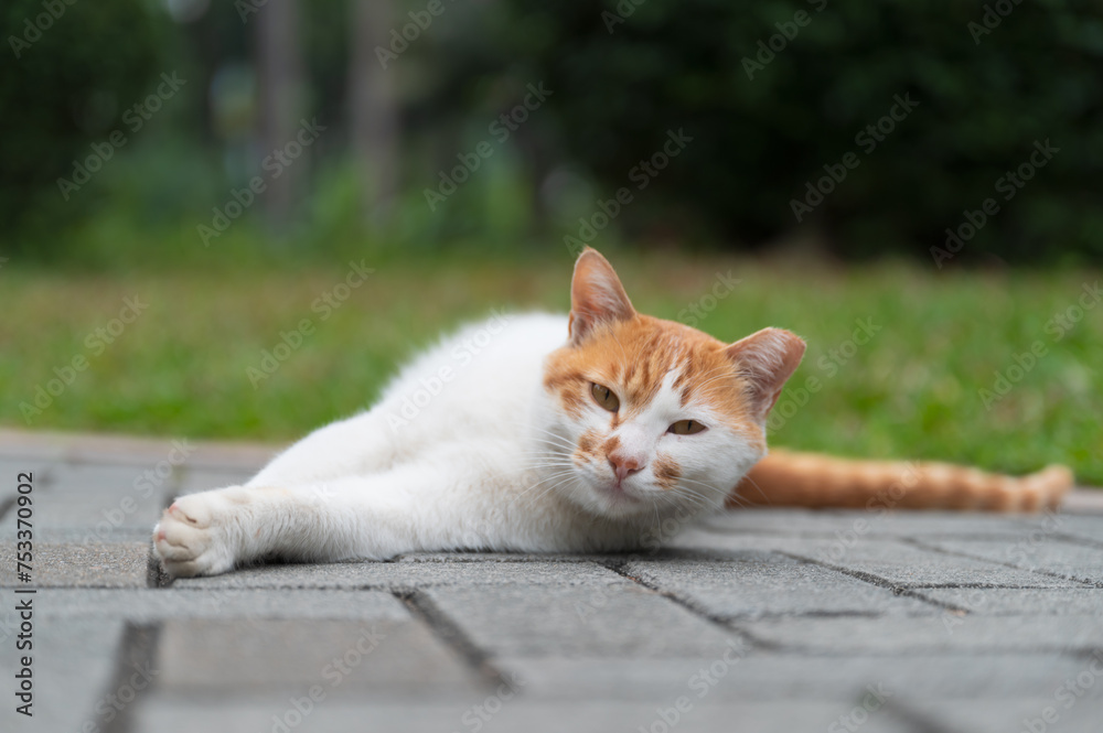Fototapeta premium Stray cat in the park