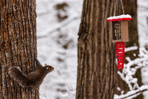 Wild Eastern gray squirrel (Sciurus carolinensis) attempting to jump from a tree to a bird feeder during winter with snow.