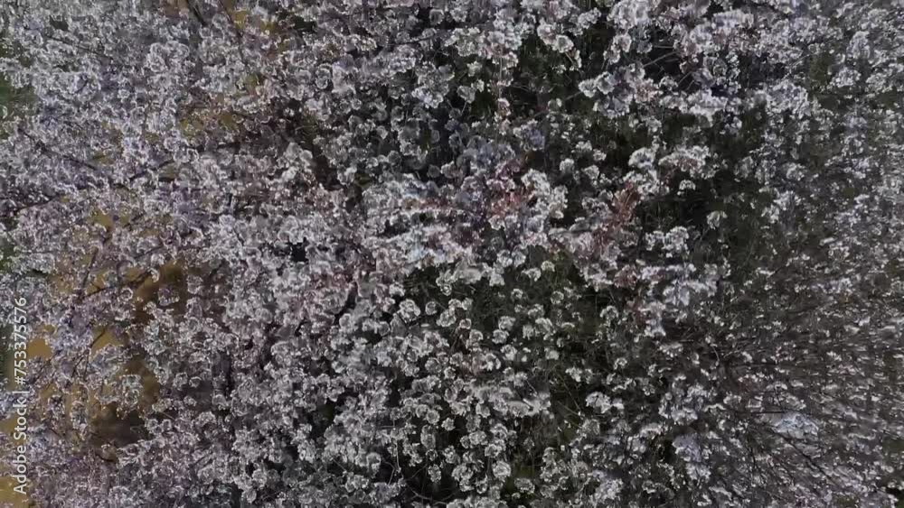 Cherry blossom, Drone, Japanese landscape. Cherry blossom, Drone, Japanese landscape.