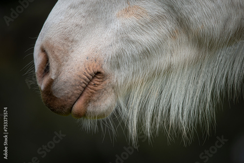 Face of the white horse with Big beard on a green background 