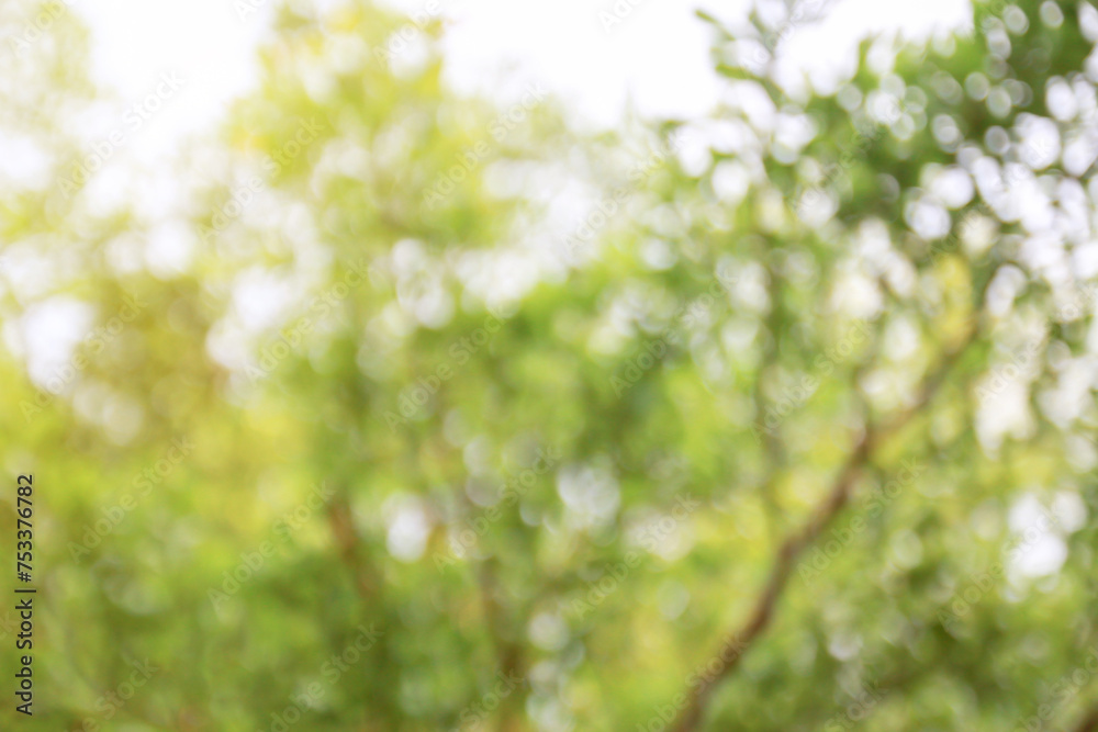 Green bokeh on nature abstract blur background green bokeh from tree. Green bokeh on nature abstract blur background green bokeh from tree.