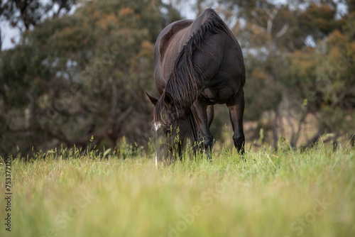 Beautiful dark brown horse on a green pasture 
