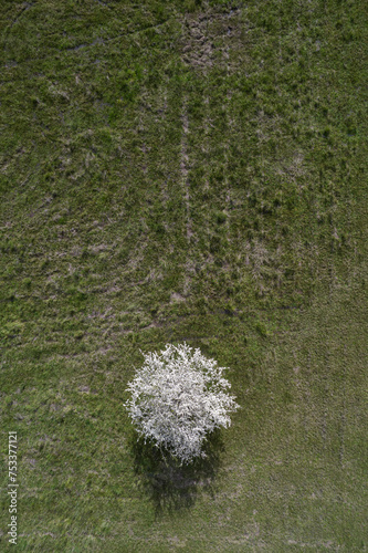  one white blooming tree growing on a on a green field drone image