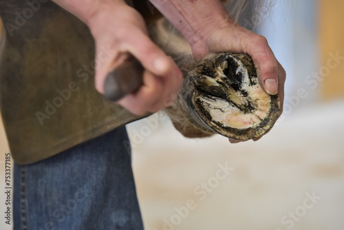 farrier trimming horse pony  problem hoof -laminitis. removing pressure from a toe