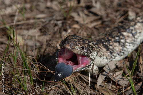 Blue-tongue lizard in an attacking pose 