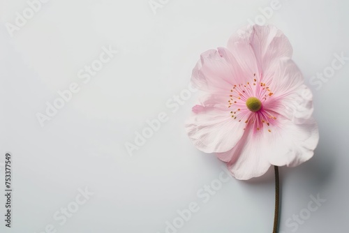 Beautiful pink flower on white background. Generate AI image © Ghiska