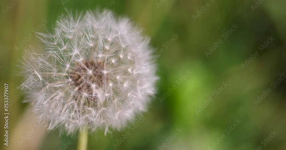 white flowers of dandelion balls in a spring field, beautiful dandelion flowers close-up white flowers of dandelion balls in a spring field, beautiful dandelion flowers close-up