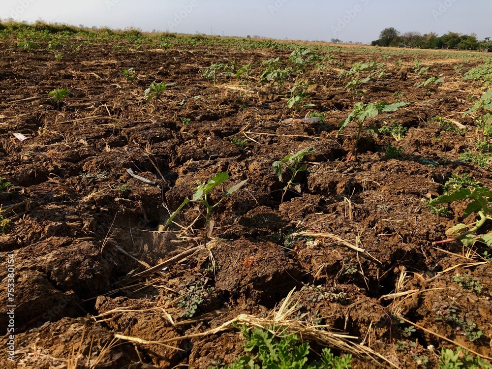 Fototapeta premium hot dry land in indonesia