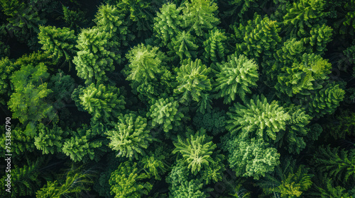 A lush green forest with many trees