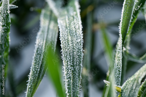 Frosty frost in the fields with winter wheat., frozen plants in the meadow