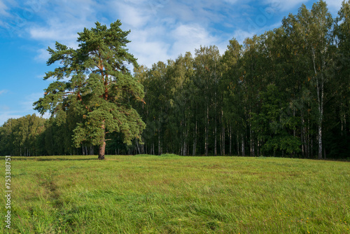 A single pine tree in a meadow against the background of a birch grove in the Great Zvezda part of the Pavlovsky Palace and Park Complex on a sunny summer day, Pavlovsk, St. Petersburg, Russia