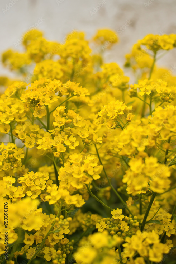 Yellow gold rock allysum flowers in front of a white wall on a spring day in Potzbach, Germany. Yellow gold rock allysum flowers in front of a white wall on a spring day in Potzbach, Germany.