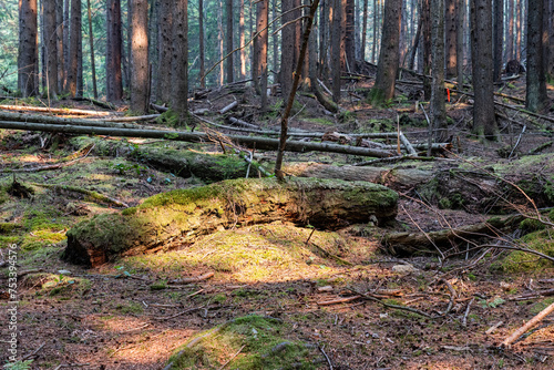 summer Canadian forest or park tree and fern