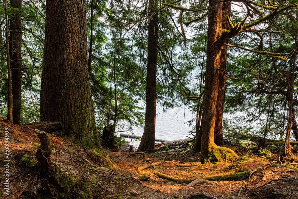 Fototapeta premium summer Canadian forest or park tree and fern