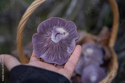 Female hand is  holding  a Blue mushroom 