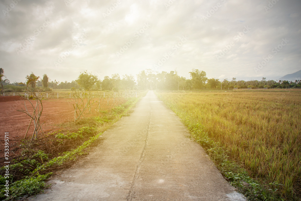 Concrete road in the countryside has a beautiful green rice field along the way.