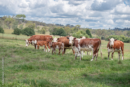 Cows with calves on a green pasture 